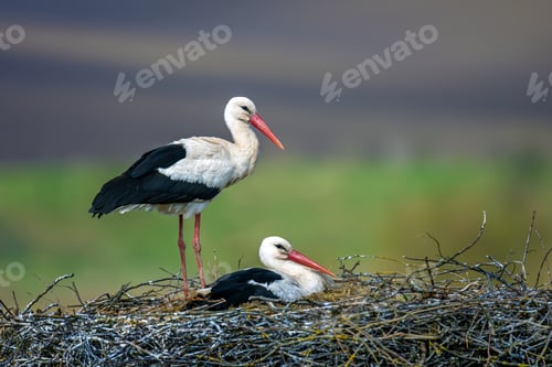 Preview: White storks nesting, one standing, one incubating eggs