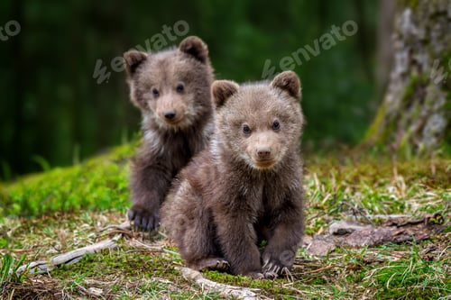 Preview: Two young brown bear cub in the forest