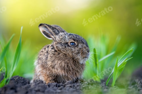 Preview: Baby hare leveret sitting in green grass outdoors