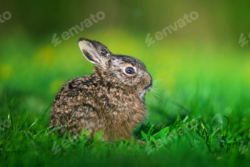 Preview: Leveret sitting in green grass outdoors enjoying spring