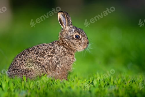 Preview: Leveret sitting in green grass outdoors enjoying spring