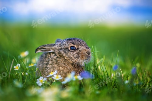 Preview: Small wild leveret resting in green meadow