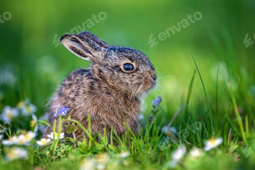 Preview: Young wild hare sitting among green meadow grass