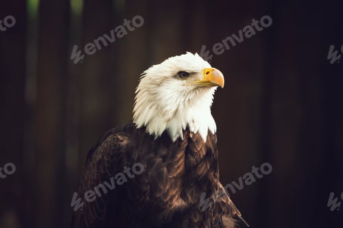 Preview: Profile portrait of a bald eagle