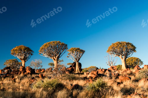 Preview: Forest of quiver trees near Keetmanshoop in Namibia