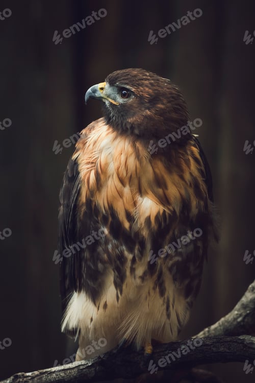 Preview: Portrait of a red tailed hawk