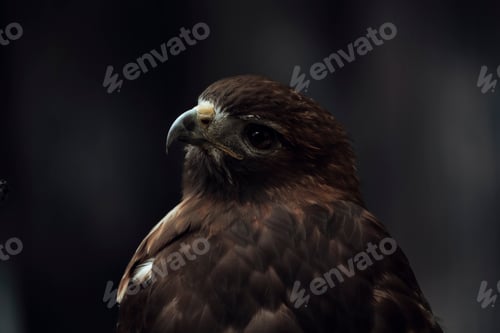 Preview: Close up view of the head of a red tailed hawk
