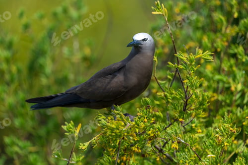 Preview: Portrait of a brown noddy on green bushes