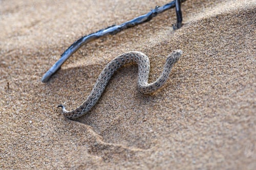 Preview: Desert sidewinder moving on the sand near Swakopmund