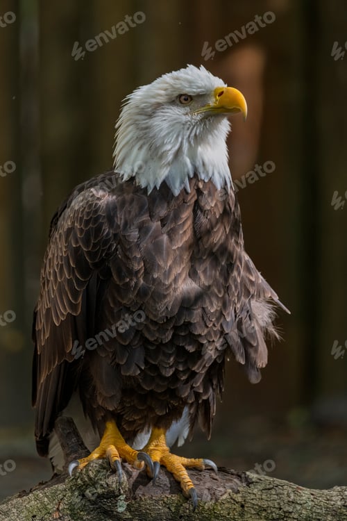 Preview: Close up view of a bald eagle perched on a branch