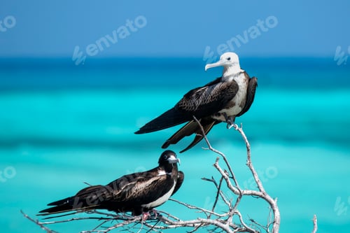 Preview: Juvenile magnificent frigatebirds in front of the gulf blue water