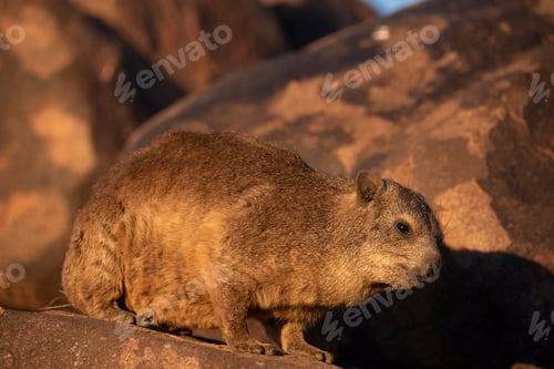Preview: Close up view of a rock hyrax in the sunset light