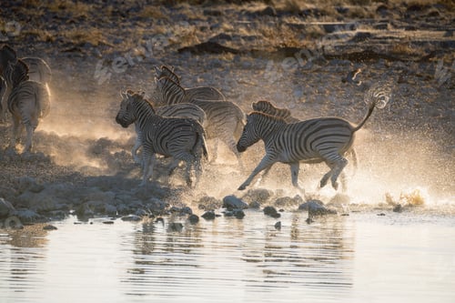 Preview: Zebra stampede at Okaukuejo waterhole in Etosha national park