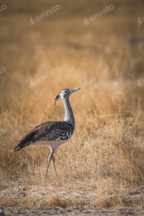 Preview: Portrait of Kori bustard in savanna dry grass