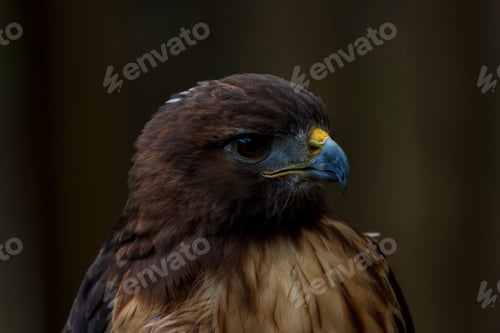 Preview: Profile view of a red tailed hawk