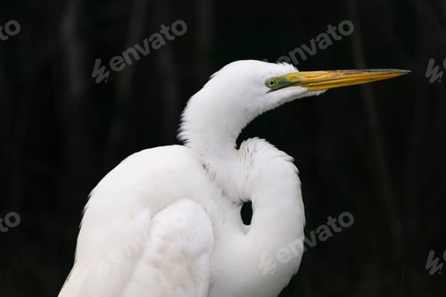 Preview: Close up view of a great egret