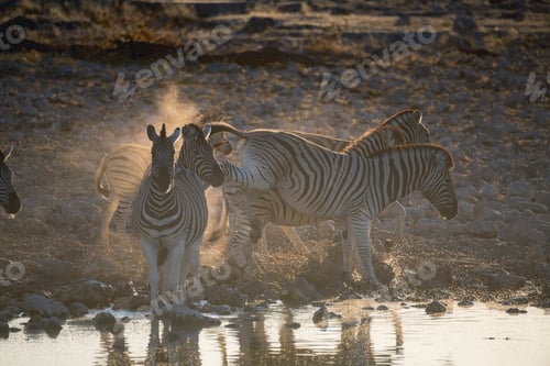 Preview: Zebra kicking near a waterhole in Etosha national park