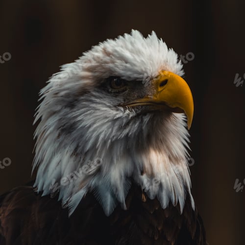 Preview: Close up portrait of a bald eagle