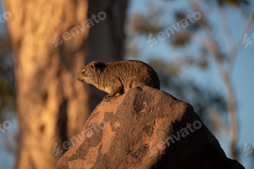 Preview: Rock hyrax standing on a dolerite rock