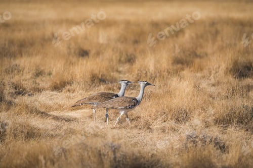 Preview: Two Kori bustard in savanna dry grass
