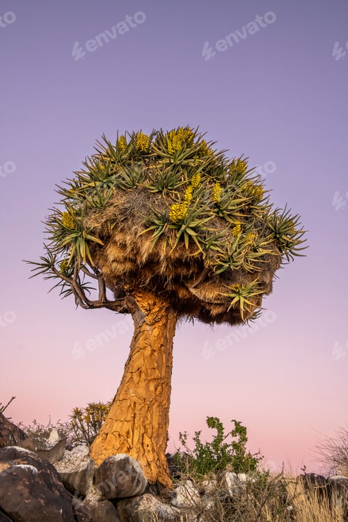 Preview: Nest of sociable weaver colony in a quiver tree