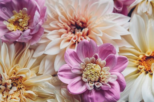 Preview: Detailed Close-Up of Pink and Cream Dahlia Blooms
