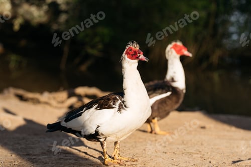 Preview: Muscovy Ducks Standing on Sunlit Path