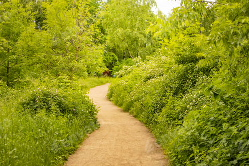 Preview: A trail in a spring forest with sunlight and shadows. Green trees and grass along the path in the na