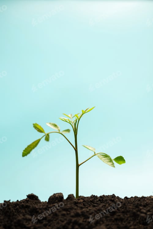 Preview: Young green plant growing from soil under blue sky representing nature growth
