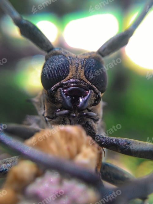 Preview: Close-up of a longhorn beetle's head