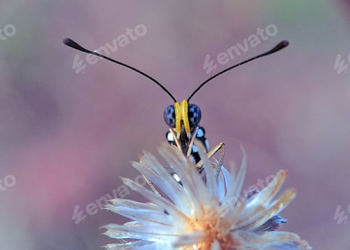 Preview: Close-up of a butterfly's head with prominent antennae perched on a flower