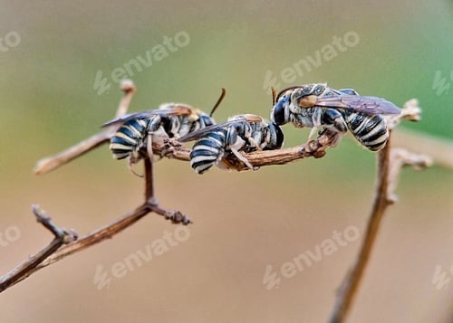 Preview: Three Striped Bees Resting on a Dry Branch