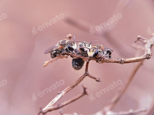 Preview: Bees Huddling Together on a Dry Branch
