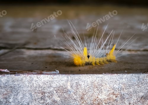 Preview: Bright Yellow Hairy Tussock Moth Caterpillar