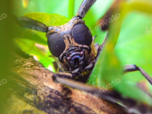 Preview: Close-up of a Longhorn Beetle Peeking Through Green Leaves