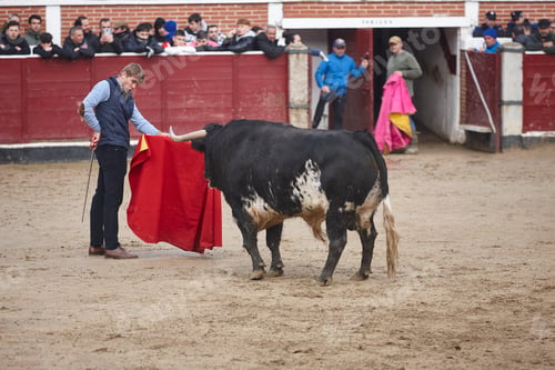 Preview: Fighting bull in the arena. Bullring. Toro bravo. Spain