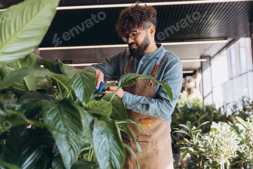 Preview: Small business owner working in his urban plant shop, caring for lush green plants by wiping dust fr