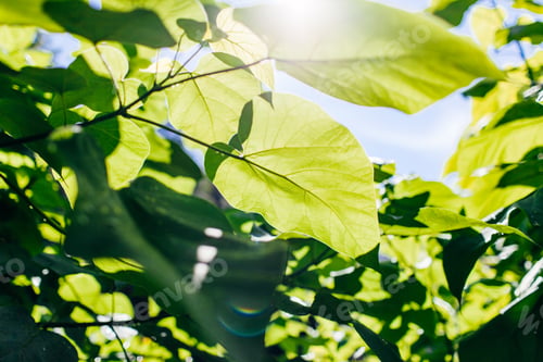 Preview: Green leaves of tree branch backlit by bright sunlight against blue sky in summer