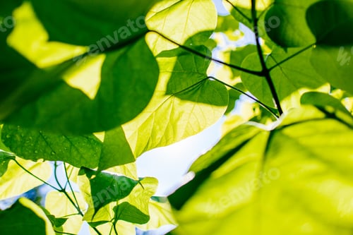 Preview: Green heart shaped leaves of catalpa tree backlit by sunlight with water drops against blue sky duri