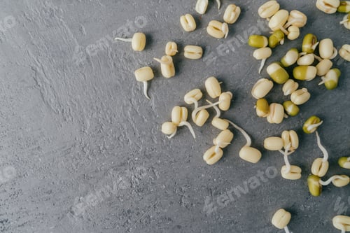 Preview: Grown mung beans sprouts spread over grey background, ready to cook. Free space in left corner for y