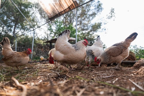 Preview: Free range hens foraging on permaculture farm ground