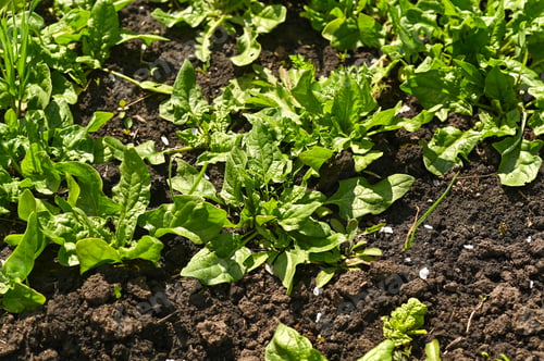 Preview: Fresh Green Spinach Plants Growing in Dark Garden Soil