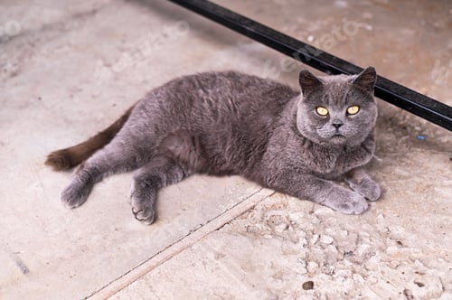 Preview: Cat lying on pavement outdoors, cat resting calmly and watching surroundings. gray Cat relaxed postu