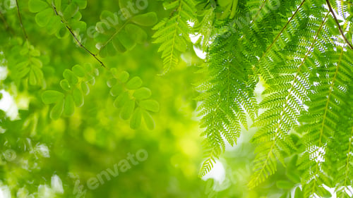 Preview: Abstract Circular Green Bokeh Background, Green Nature Spring and Nature Light in Blurred Style, Cop