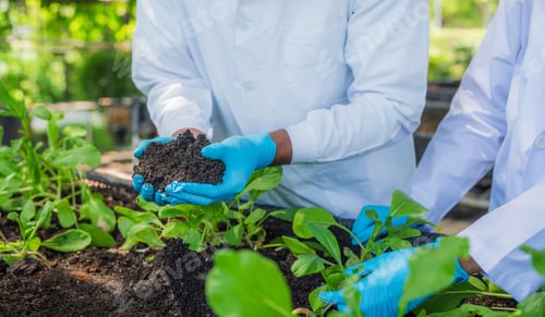 Preview: Scientists examined the quality of vegetable organic from hydroponic farm.