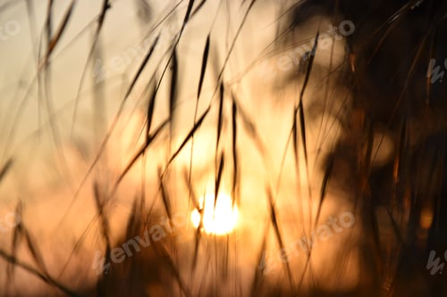 Preview: Golden Hour Grass Silhouettes