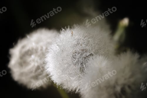 Preview: Dandelion Clocks in a Row