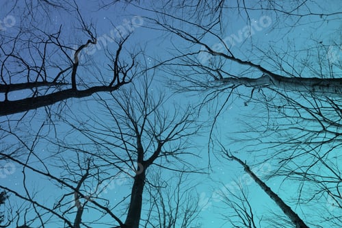 Vista previa: Looking up Through Bare Trees to the Blue Night Sky
