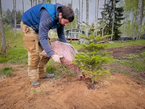 Preview: A man plants a fir tree and spreads mulch around the trunk on his countryside property