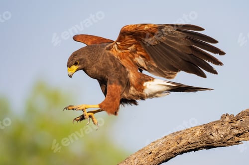 Preview: Harris's hawk, Parabuteo unicinctus, a single bird preparing to land on a branch.